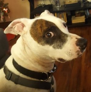 Meet your Posher, Sherri